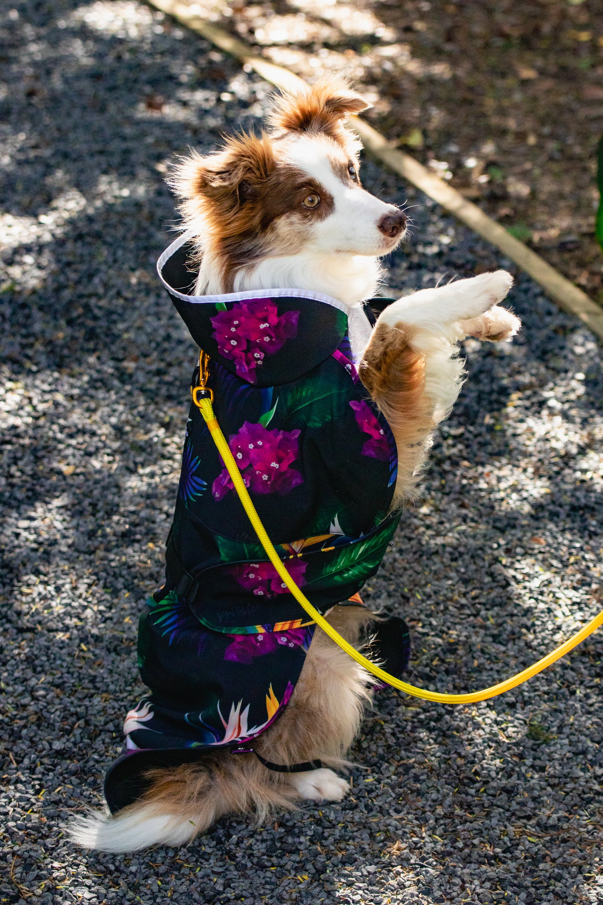 Large Breed Dog Coat Klippo Dog/Puppy Splashing Whale Waterproof