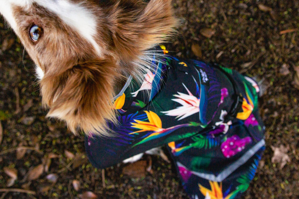 Scribbler pets, waterproof raincoat for dogs, rain jacket for dog, outerwear for dogs, waterproof, seam sealed, recycled plastic, tropical print, bird of paradise, colourful, printed rainwear for pets, lightweight, fleece, warm pet coat