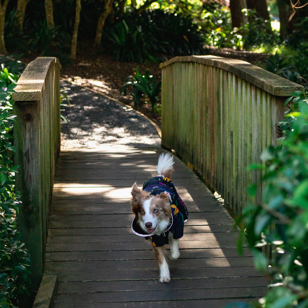 Scribbler pets, waterproof raincoat for dogs, rain jacket for dog, outerwear for dogs, waterproof, seam sealed, recycled plastic, tropical print, bird of paradise, colourful, printed rainwear for pets, lightweight, fleece, warm pet coat